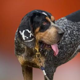 Sally  - Bluetick Coonhound