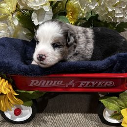 Boy 6 - Blue merle male Miniature Australian Shepherd puppy in Phillipsburg, New Jersey from Dusty Dogs Miniature Australian Shepherds