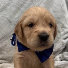 Dasher:Blue collar - Golden male Golden Retriever puppy in Monterey, Tennessee from Lawson’s Green Acres Goldens and Mini Dachshunds