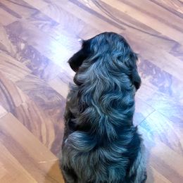 Aussiedoodle Puppies from Hills Barkery