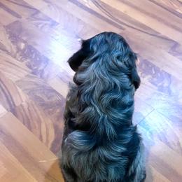 Aussiedoodle Puppies from Hills Barkery