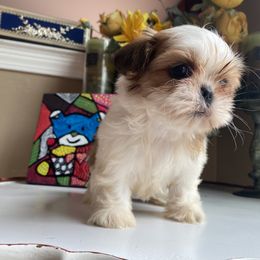 Girl 1 Little Cupcake - Red and white female Shih Tzu puppy in Troy, Michigan from "Shihtzu Best Friend"
