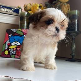 Girl 1 Little Cupcake - Red and white female Shih Tzu puppy in Troy, Michigan from "Shihtzu Best Friend"