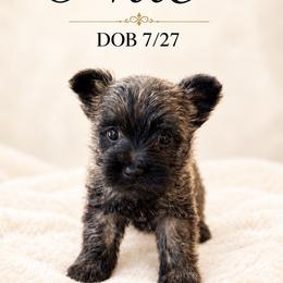 Nile - Red brindle male Cairn Terrier puppy in Pottersville, Missouri from Cairn Terriers of Heatherridge,LLC