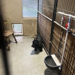 Kermit - Scottish Terrier