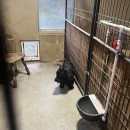 Kermit - Scottish Terrier