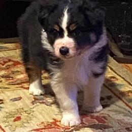 Miniature American Shepherd Puppies from Karen Ross's Miniature American Shepherds