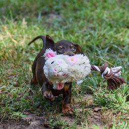 Dachshund Puppies from Orchard Dachshunds