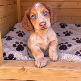 Velma - Dapple female Dachshund puppy in Jarales, New Mexico from Poker Paws Dachshunds