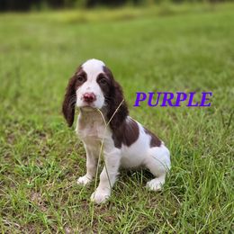 Boykin Spaniel and English Springer Spaniel Puppies from 31 Pines Springers & Retrievers