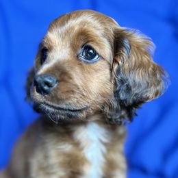 Lurch - Cockapoo puppy in Salem, Oregon from Capital Doodles
