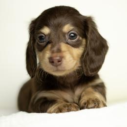 Dachshund Puppies from Lone River Dachshunds