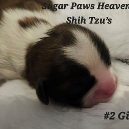 2nd born - Tricolor female Shih Tzu puppy in Havelock, North Carolina from Sugar Paws Heavenly Shih Tzu’s
