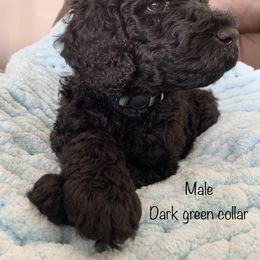 Male, Dark Green - Poodle puppy in Bowling Green, Kentucky from Wilkins Standard Poodles
