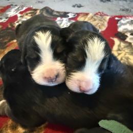 Girl 2 - Tri-color female Bernese Mountain Dog puppy in Loveland, Colorado from Grateful Bernese & Gage's Goldens