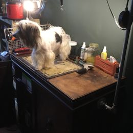 Yorkshire Terrier All Grown Up from Sauty Dog Yorkies