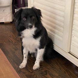 Honey Bee - Miniature American Shepherd