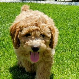 Goldendoodle Puppies from Brulee Doodles