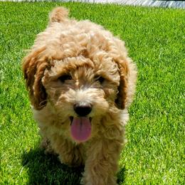Goldendoodle Puppies from Brulee Doodles