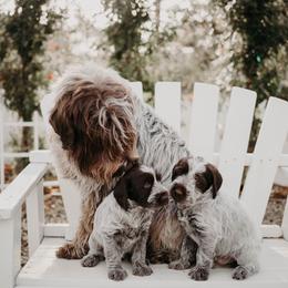 Wirehaired Pointing Griffon Puppies from Double Barrel Griffons