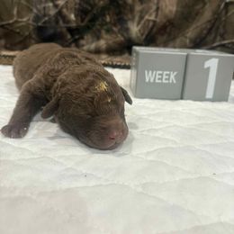 Yellow Dot - Brown male Chesapeake Bay Retriever puppy in Wisconsin Dells, Wisconsin from Kilbourn Chesapeakes