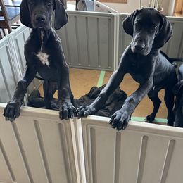 Great Dane Puppies from Blue Dane Ridge