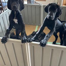 Great Dane Puppies from Blue Dane Ridge