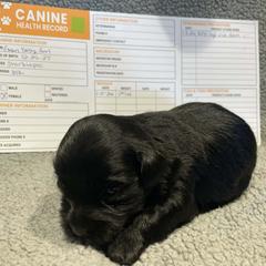 Green baby girl - Black female Shorkie puppy in Chipley, Florida from Relentless Homestead