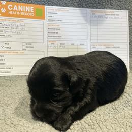 Green baby girl - Black female Shorkie puppy in Chipley, Florida from Relentless Homestead