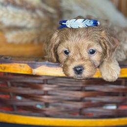 Robin - Red female Cavapoo puppy in Waldron, Arkansas from Kay’s Cutie Poos