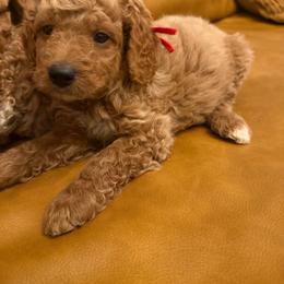 Red Collar - Red  female Goldendoodle puppy in Winfield, Alabama from Rose Lane Doodles