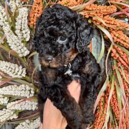 Sirius - Phantom male Bernedoodle puppy in Rock Hill, South Carolina from LolliPop Farms