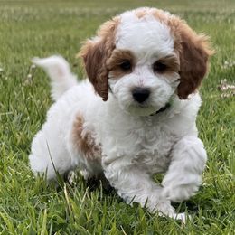 Spot - White male Cavapoo puppy in Ivins, Utah from Taylia Stimpson