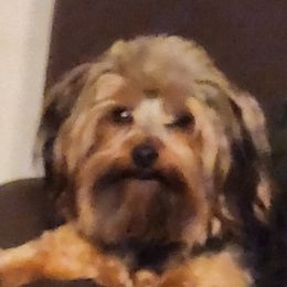 Yorkipoos and Yorkshire Terriers from Little Ones