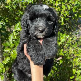 Orange - Black and white female Sheepadoodle puppy in Archer, Florida from Gainesville Sheepadoodles