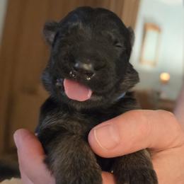 Dawes - Black and red male German Shepherd puppy in Columbus, Indiana from Stony Lonesome GSD