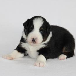 Boy 5 - male Australian Shepherd puppy in Circleville, Utah from Canyon Creek Aussies