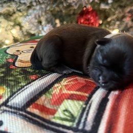 AKC Cupcake - Sable female Shih Tzu puppy in Paintsville, Kentucky from Molly B's ShihTzus
