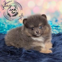 Boots - Pomeranian puppy from Sandy Aussies & Pomeranians