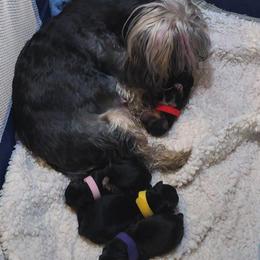 Karter - Black and tan male Yorkshire Terrier puppy in North Chesterfield, Virginia from YorkieLover
