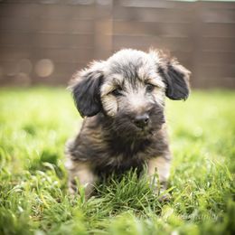 Border Collie and Skye Terrier Puppies from Skyward Farms