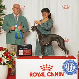 Whippet puppies from PyneTree Whippets