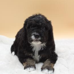 Glitter - Tri-color female Bernedoodle puppy in Scottsville, Kentucky from Barren River Bernedoodles and Poodles