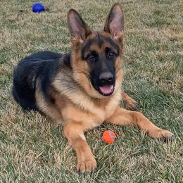 German Shepherd All Grown Up from Wind Dancer Kennels