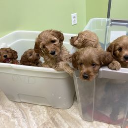 Goldendoodle Puppies from Coal Country Doodles