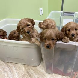 Goldendoodle Puppies from Coal Country Doodles