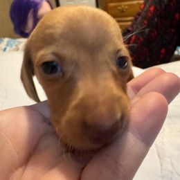 Chocolate based red male 2 - Chocolate male Dachshund puppy in Canton, Texas from Bonnie and Clyde Dachshunds