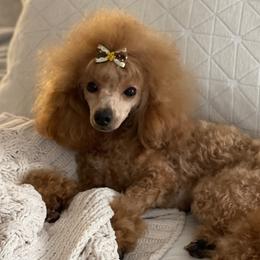 Clark - Poodle