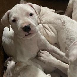 Dogo Argentinos from Dogo Argentino Puppies