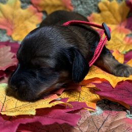 Ashley - Red female Dachshund puppy in Rhode Island from FOSTERS FRENCHIES and DACHSHUNDS